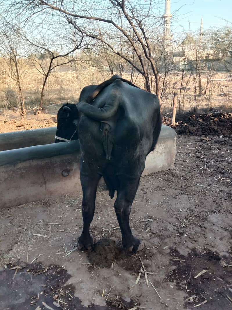 ساہیوال نسل کی بھینس 0