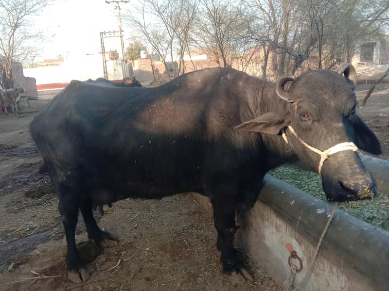 ساہیوال نسل کی بھینس 1