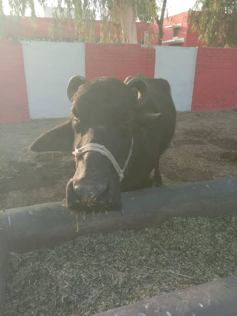 ساہیوال نسل کی بھینس 2