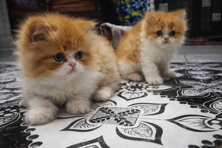 Persian kittens pair