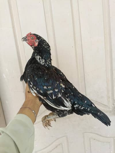 aseel/hen aseel/murgi aseel/choza desi/hen aseel/chicks egg laying hen