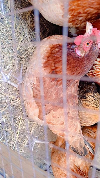 Pure 2 Desi Chickens for Sale – Healthy & Home Raised (Lahore)