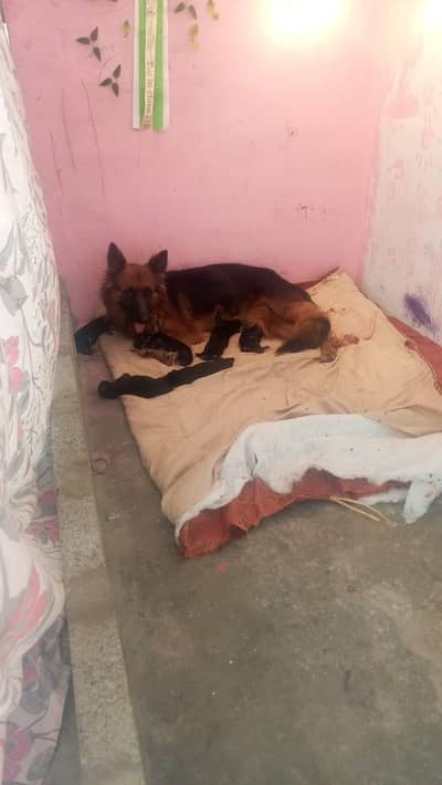 German shepherd puppies  booking available