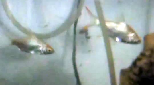 Silver Dollar and Tinfoil