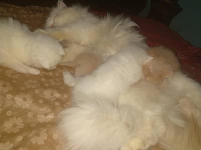 Pure Persian kittens