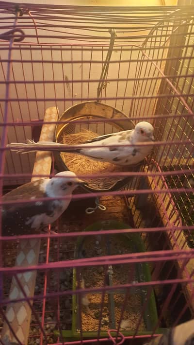 Diamond Pied Dove Breeder