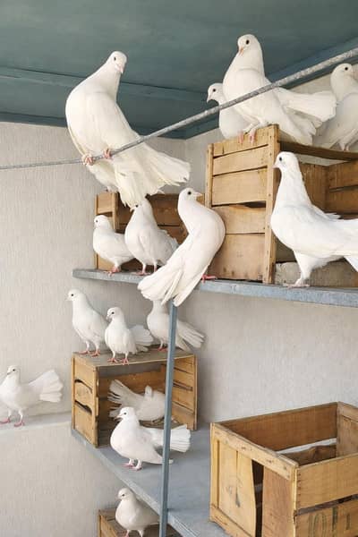 Fantail (Laka) pairs for sale