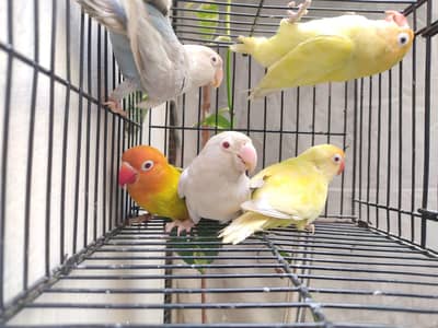 love birds breeder pair availabale in low price