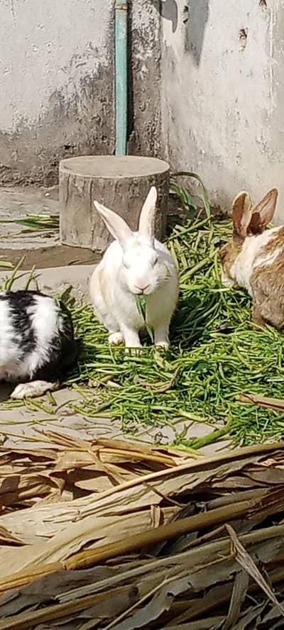 Two Rabbit  Red eyes