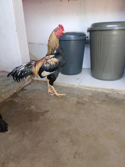 jga ki waja se argent sale krna iske sth ak murghi b hai