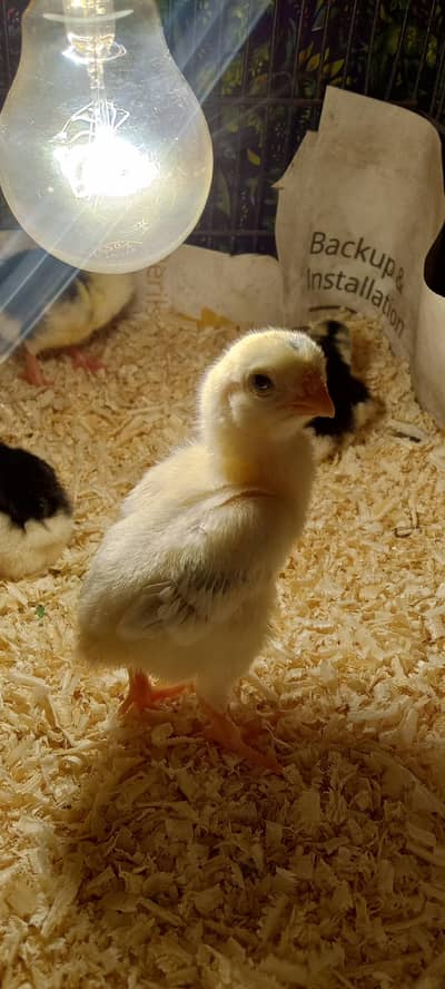China Shamo quality breed chicks