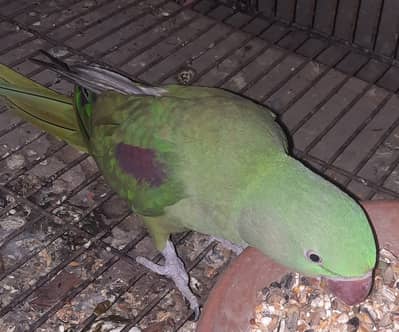 Parrot for sale