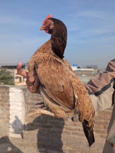 aseel/hen aseel/murgi aseel/chicks kurk/hen desi/hen eggs laying hen