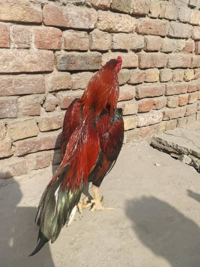 Urgent top quality aseel murga hen for sale