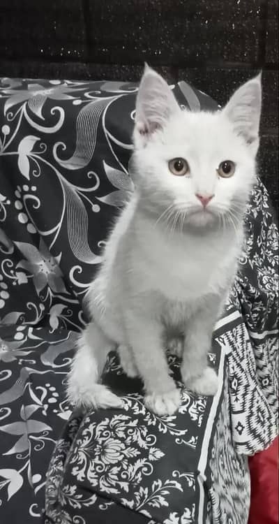 Semi persian Mix cat
