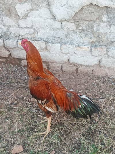 aseel murga and morgi fiter and bareder