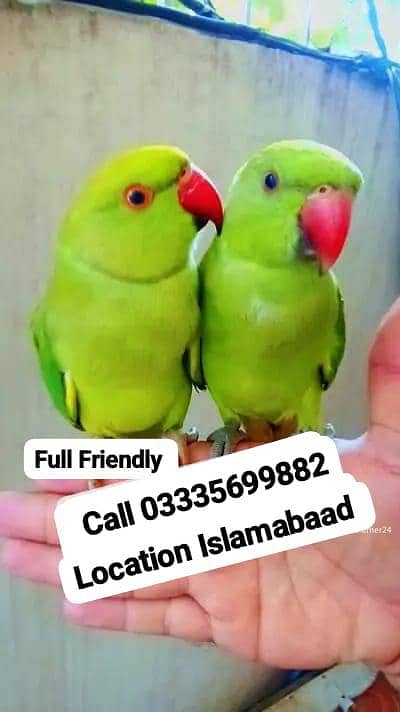 Single 5500 Hand Tamed Friendly Green Ring Neck Parrots Male/Female