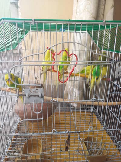 Australia parrot quantity 2 male 3 female