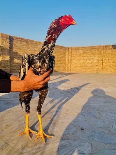 aseel shamo for sale