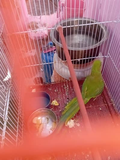 03101020766 رنگ نیٹ کی فیمیل فور سیل