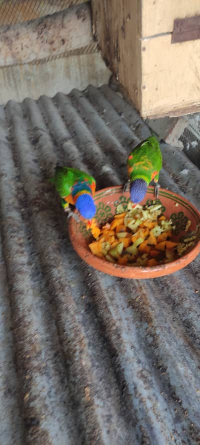 Tame Lorry Pair for sale