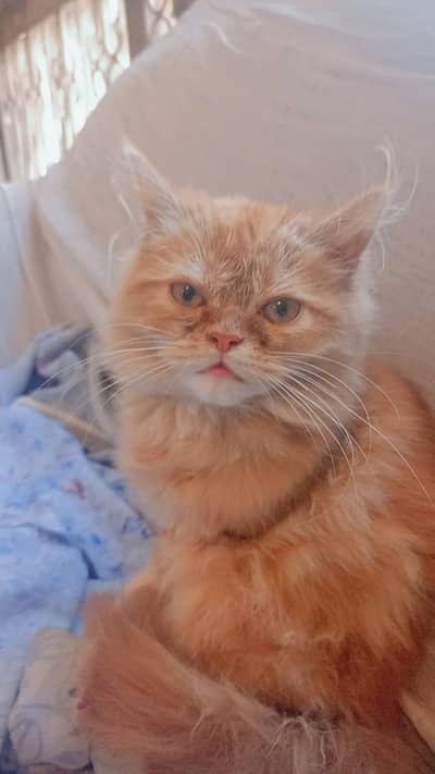 Persian Cat Triple Coated