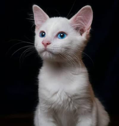 Urgent Sale: Stunning White Blue-Eyed Male Cat + Full Premium Kit