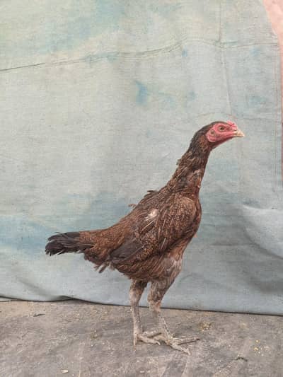 Thai aseel /burmi aseel/ Pakistani aseel. . . read full adf