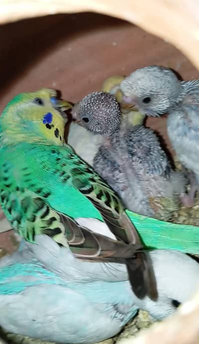 Rainbow Working 2 Pairs with 6 Chicks