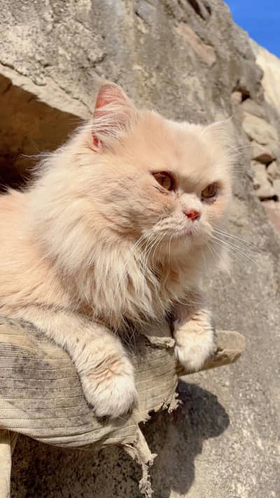 Persian Top Quality Punch Face