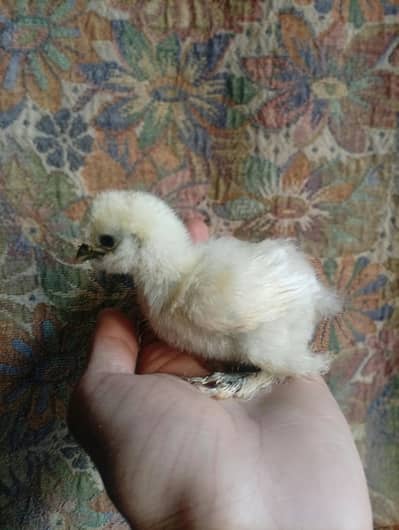 White Silkie
