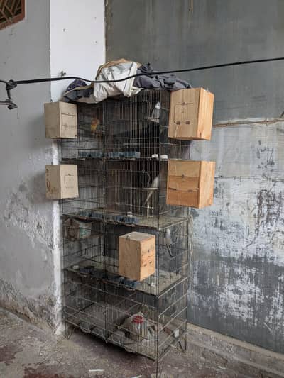 good price cage bhi mill jaay ga 18000 ka