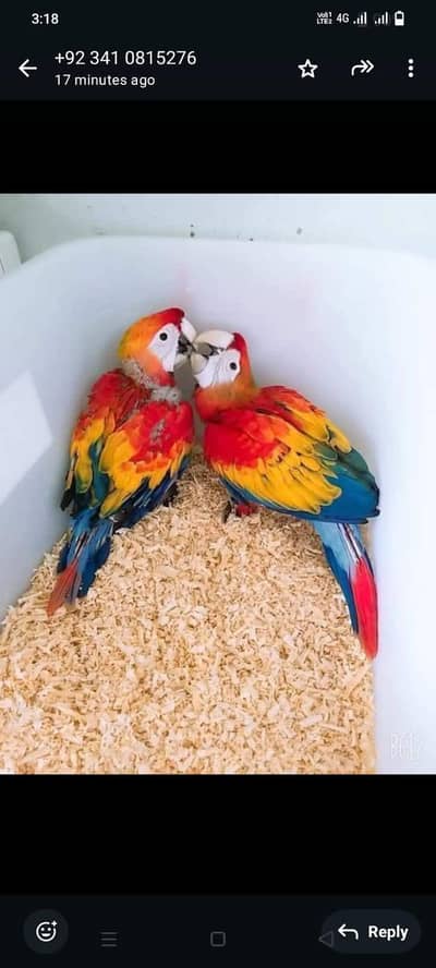 red macaw parrot cheeks for sale good looking 03144646382