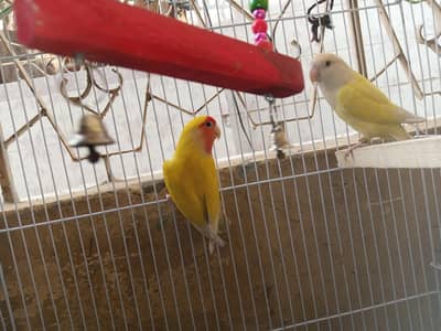 love birds and jawa for sale