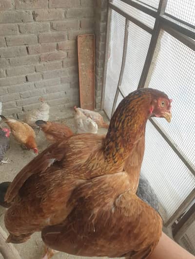 pure desi female egg laying hen and roster for sale