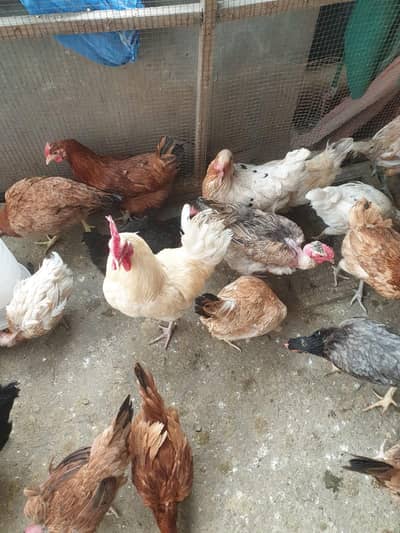 urgent sale pure desi female egg laying hen and roster for sale