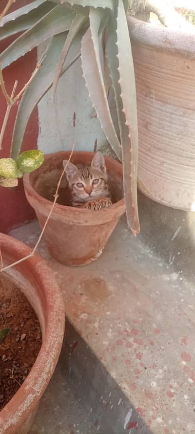 For Adoption Domestic short hair breed kitten