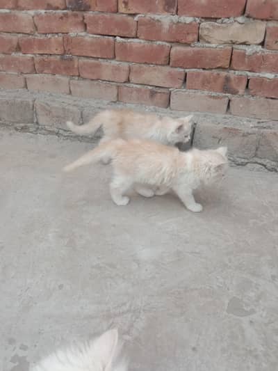 Persian kitten 1 pair.