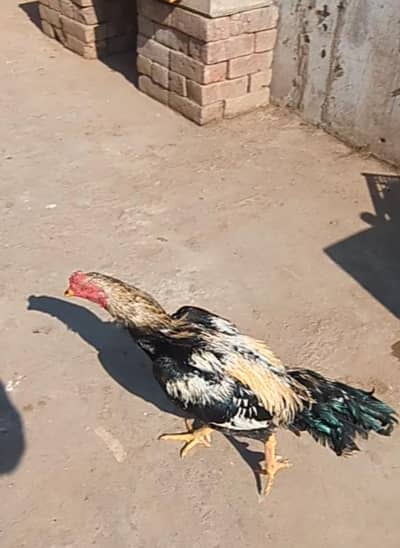 aseel male / aseel patha / aseel / jawa male