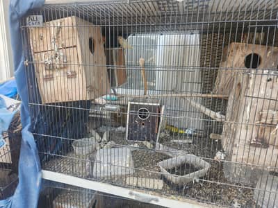 love birds and cage for sale