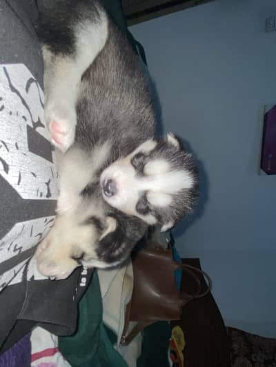 Husky puppies