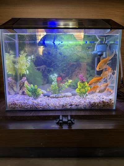 Fish & fish tank for sale