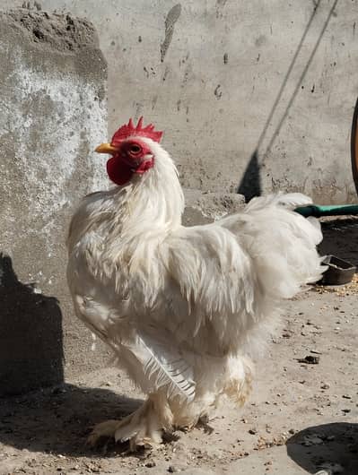 White Bantam Murga