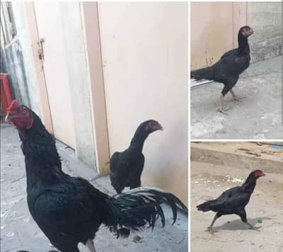 8 birds for sale(thai 3(male)5(female)