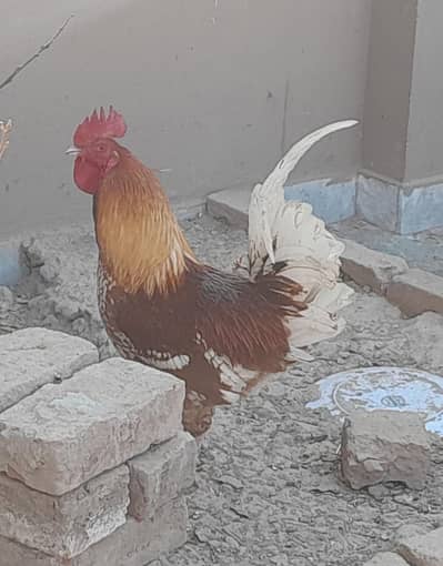 desi murga 0333:::84:::82:::008