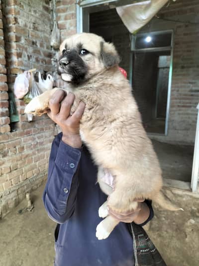 AFGHAN KUCHI PUPPIES FOR SALE 03197466703