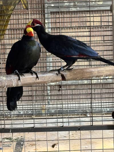 Violet Turaco Breeder pair