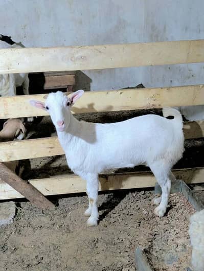 Teddy Gabban bakri Dumba Larkana