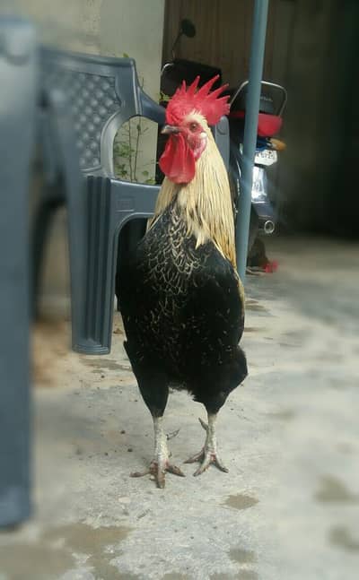 desi murgha for sale in cheap price