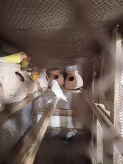 Fisher Breeder Pairs | Eggs & Babies Available